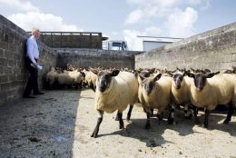 Up Coming Sheep Sales 