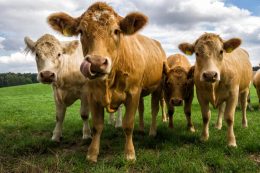Up Coming Cattle Sales 